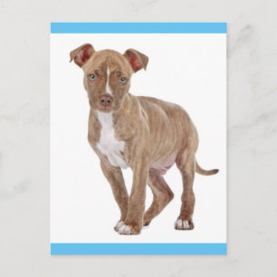Pit Bull Welpen Hund Leere Postkarte