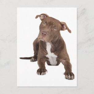 Pit Bull Welpenhund Leere Postkarte