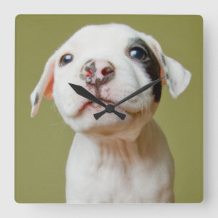 Pit Bull With Black Spotted Eye Quadratische Wanduhr
