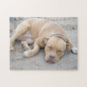 Pitbuler Terrier Hund Puzzle
