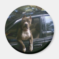 Pitbulhund im Automagnet