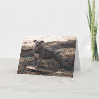 Pitbuli mit Skateboard Danke Karte