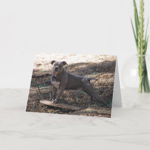 Pitbuli mit Skateboard Danke Karte