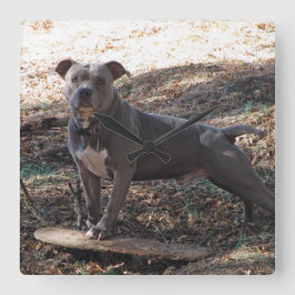 Pitbuli mit Skateboardwand-Uhr Quadratische Wanduhr