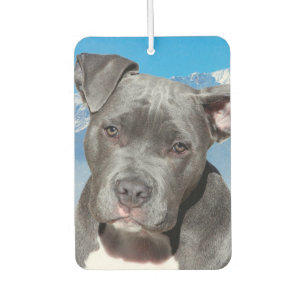 Pitbull Autolufterfrischer
