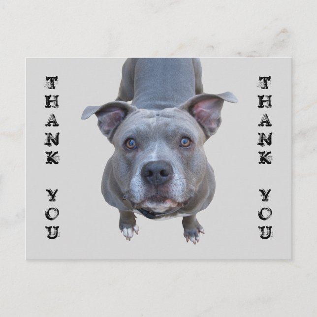 Pitbull Danke, Postcard Postkarte (Vorderseite)