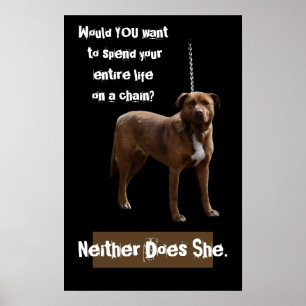 Pitbull Dog an der Kette Poster