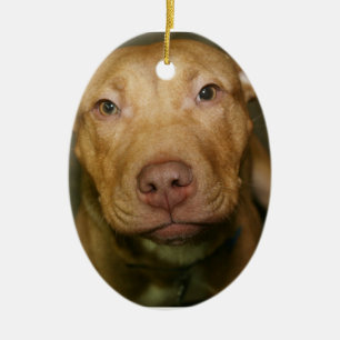 PITBULL DOG ORNAMENT
