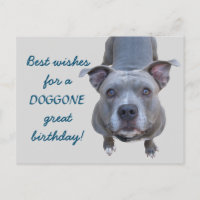 Pitbull Doggone Great Birthday Postcard