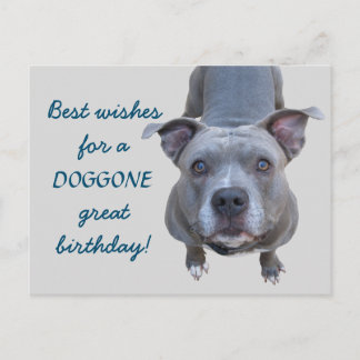 Pitbull Doggone Great Birthday Postcard Postkarte
