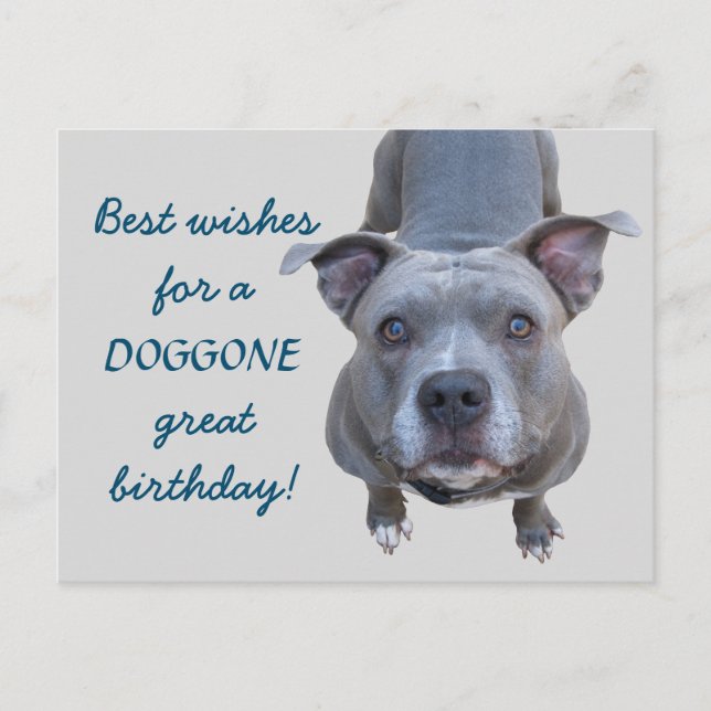 Pitbull Doggone Great Birthday Postcard Postkarte (Vorderseite)