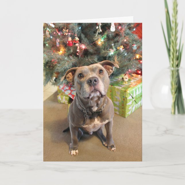 Pitbull Extra Cookie Weihnachtskarte Feiertagskarte (Vorderseite)
