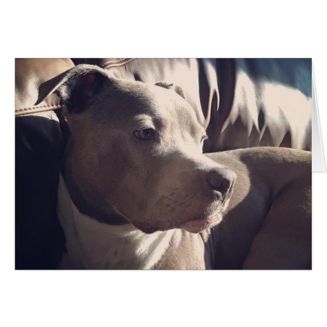 Pitbull = gut (Vorderseite (Horizontal))