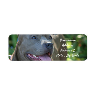 Pitbull Hund