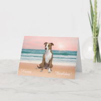 Pitbull Hund, der auf Strandsonnenuntergang