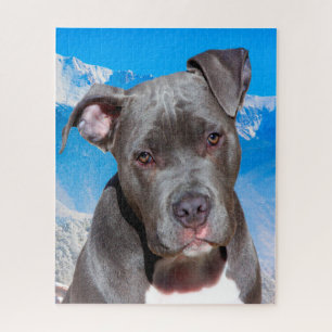 Pitbull Hund. Puzzle