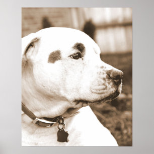 Pitbull-Hund Sepia Hass Tat nicht Rasse Poster