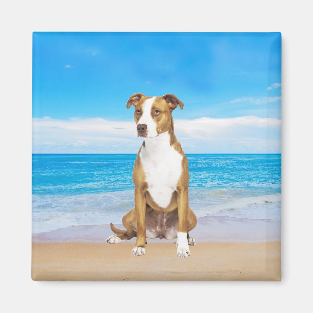 Pitbull Hund sitzend am Strand Magnet (Vorne)