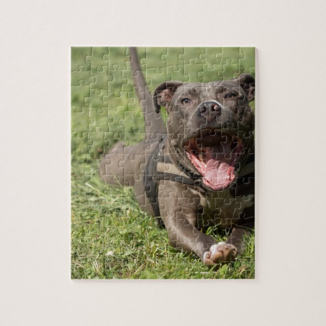 Pitbull im Gras Puzzle (Vertikal)
