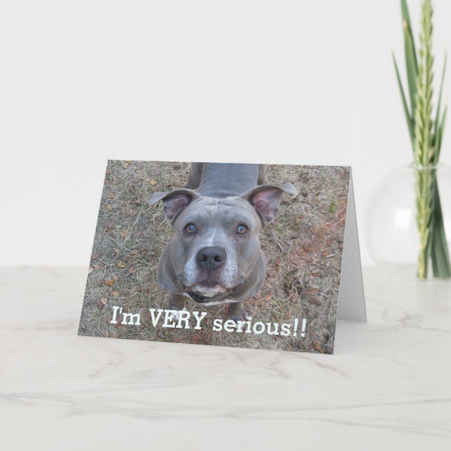 Pitbull I'm Serious Vatertag Card Karte (Vorderseite)