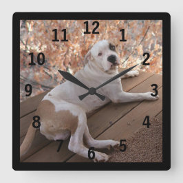 Pitbull Irresistible Porch Dog nummerierte Wall-Uh Quadratische Wanduhr