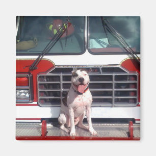 Pitbull-Knochen-Feuer-Haus-Hund Magnet