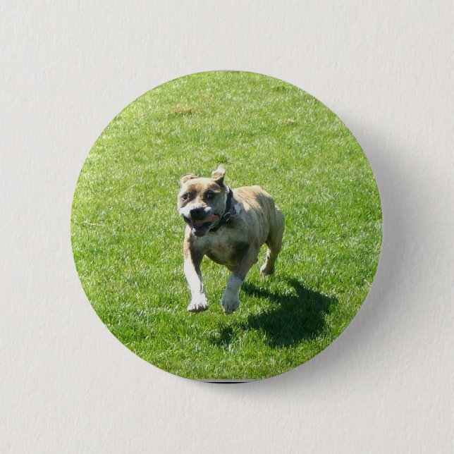 Pitbull Knopf Button (Vorderseite)