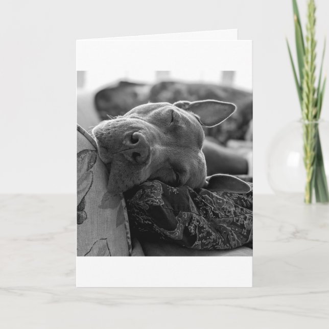Pitbull Liebe Karte (Vorderseite)