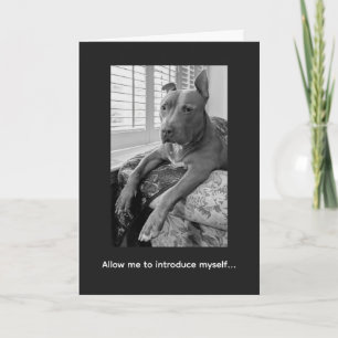 Pitbull Love McLovin Karte