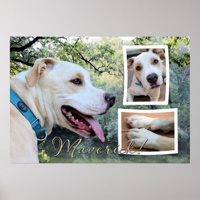 Pitbull - Maverick Composite Poster (Vorne)