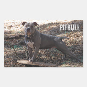 Pitbull mit Skateboard-Aufklebern Rechteckiger Aufkleber