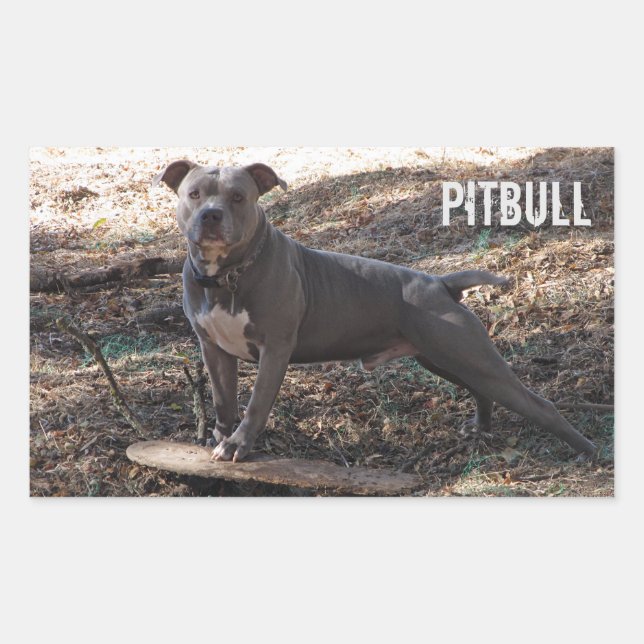 Pitbull mit Skateboard-Aufklebern Rechteckiger Aufkleber (Vorderseite)