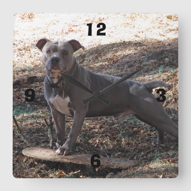 Pitbull mit Skateboard, nummerierte Wall-Uhr Quadratische Wanduhr (Vorderseite)