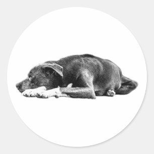 Pitbull Mix Schwarz/Weiß Sticker