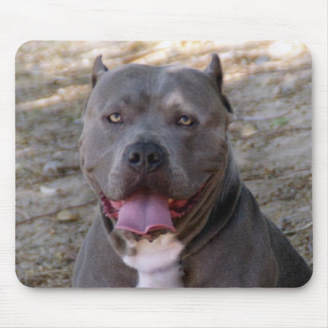 Pitbull Mousepad (Vorne)