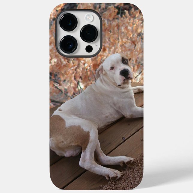 Pitbull Porch Dog iPhone Case (Rückseite)
