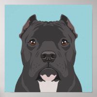 Pitbull