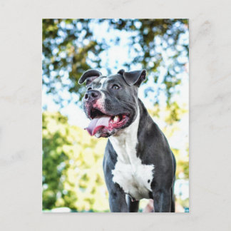 Pitbull Postkarte
