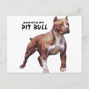 Pitbull Postkarte