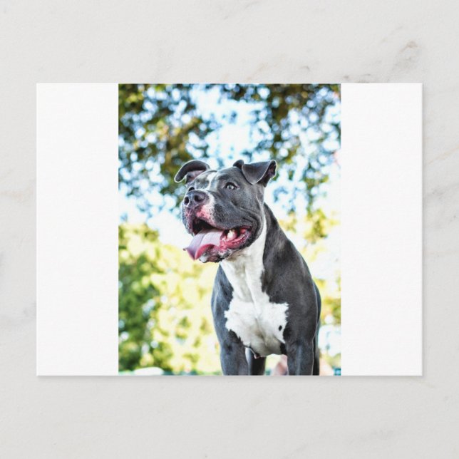 Pitbull Postkarte (Vorderseite)