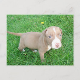 PITBULL PUPPING IN DER GRASS POSTCARD POSTKARTE
