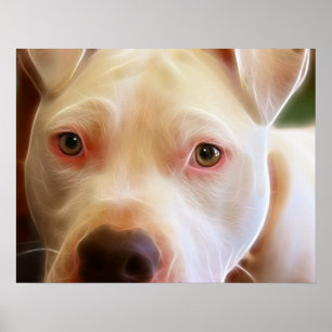 Pitbull Puppy Dog Eyes Art Fotografie Poster