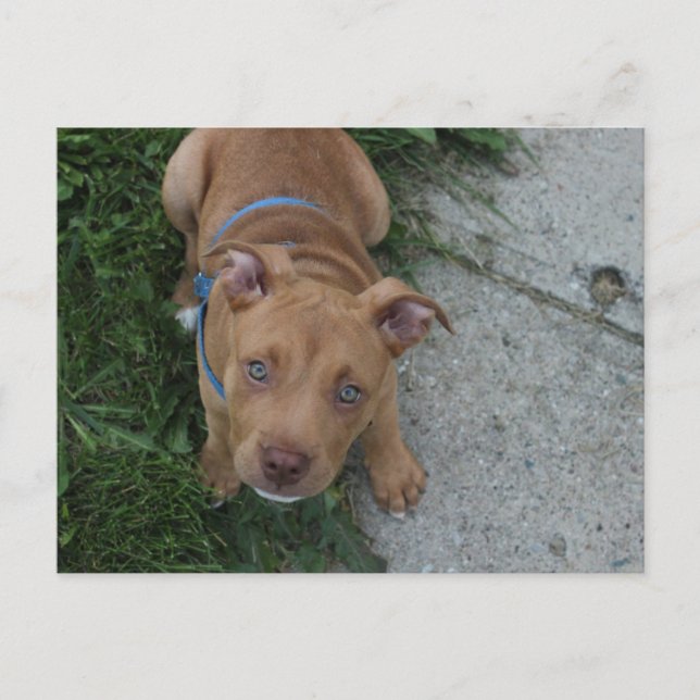 Pitbull Puppy Postkarte (Vorderseite)