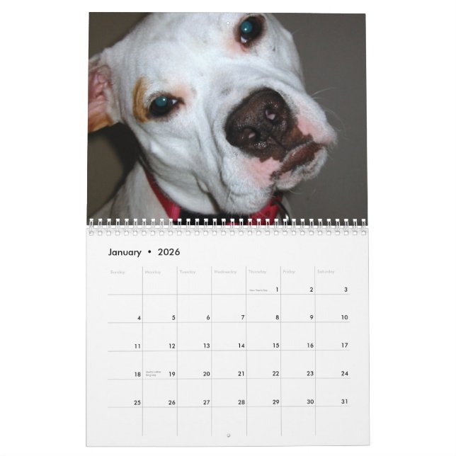Pitbull retten den Zuchtkalender Kalender (Jan 2026)