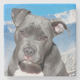 Pitbull Steinuntersetzer