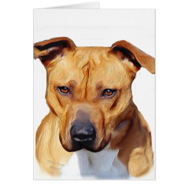 Pitbull Terrier (Vorne)