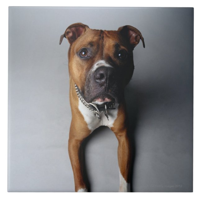 Pitbull Terrier, das sich hinlegt Fliese (Vorderseite)