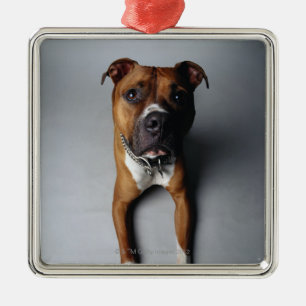 Pitbull Terrier, das sich hinlegt Ornament Aus Metall