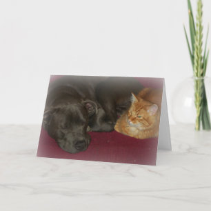 Pitbull und getigerte Katzenfreunde für immer  Karte