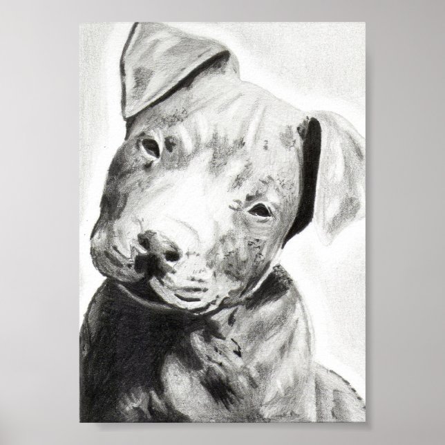 Pitbull Welpe in Bleistiftdruck von Jacob Grimm Poster (Vorne)